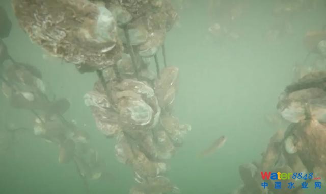 廣西衛(wèi)視對話中國工程院院士高從堦:廣西海洋經濟大有可為
